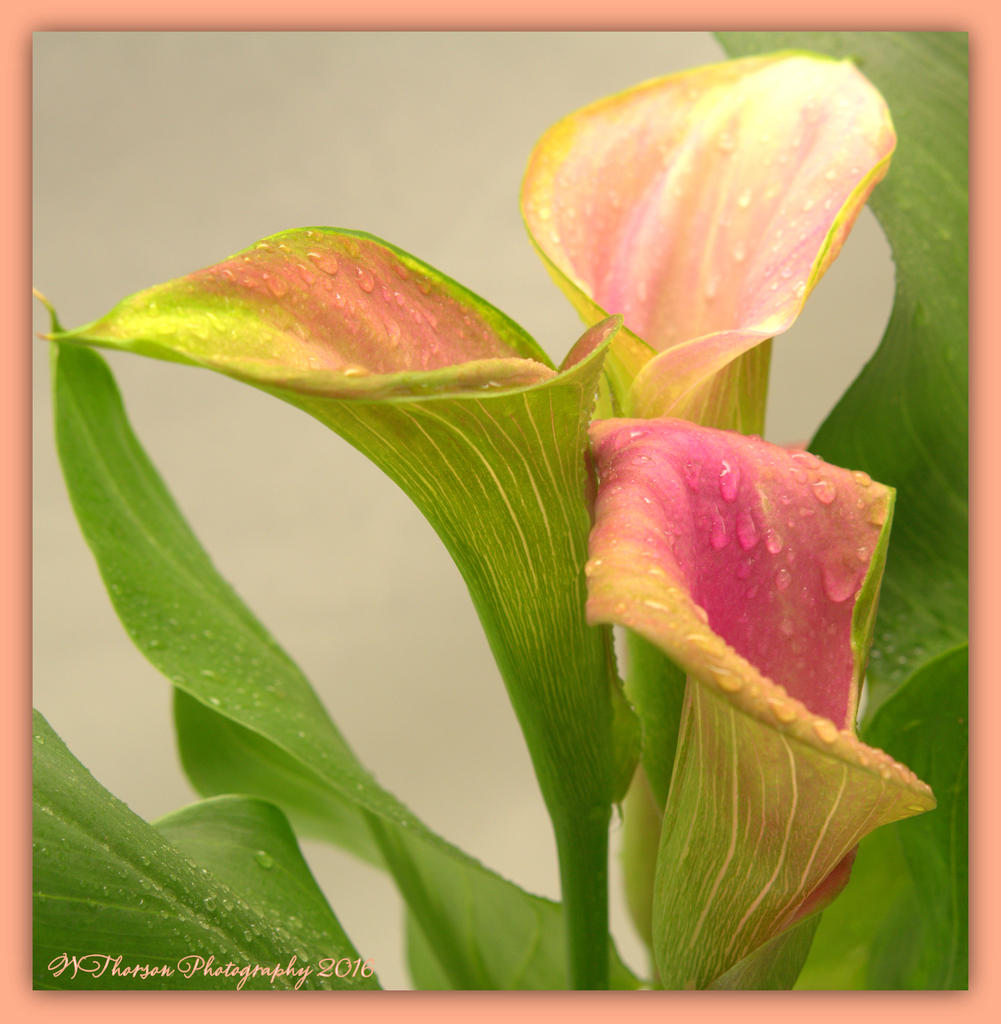 Three Calla Lillies 4-27-2016.jpg