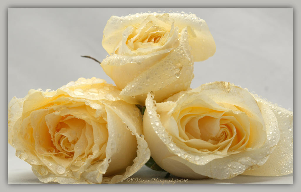 Three Cream Roses 4-11-2016.jpg