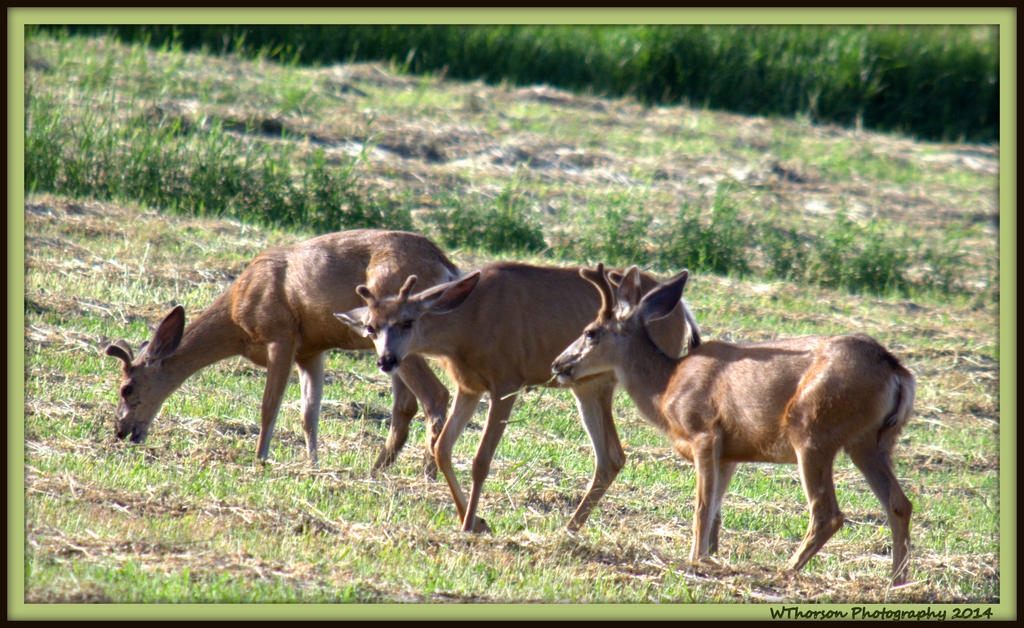 Three Deer.jpg