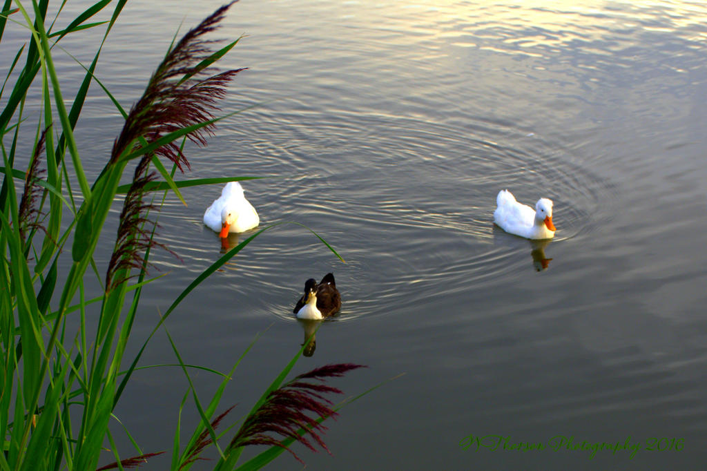 Three Ducks 8-17-2016.jpg