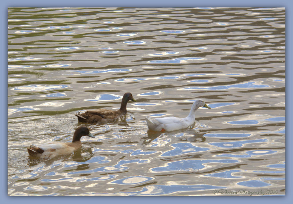Three Ducks in Choppy Water 4-9-2016.jpg