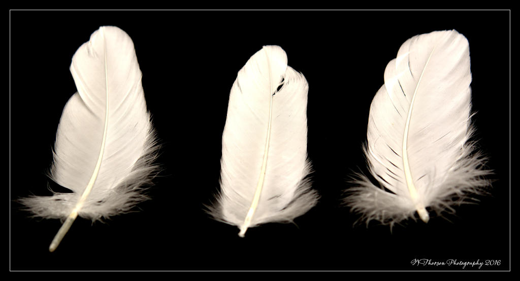 Three Feathers 5-18-2016.jpg