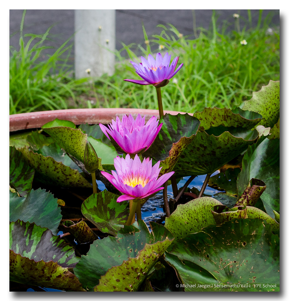 three-flowers.jpg