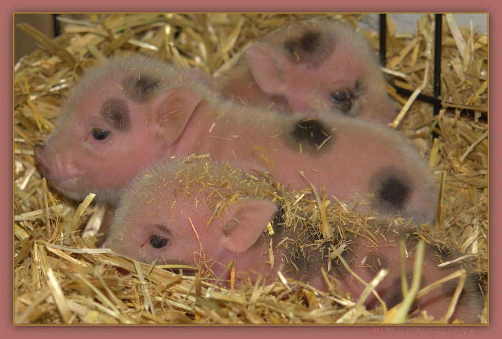 Three Little Pigs  4-29-2016.jpg