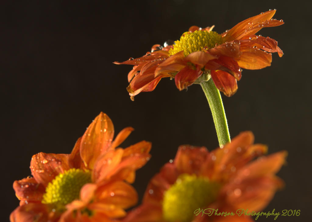 Three Orange  Mums 11-2-2016.jpg