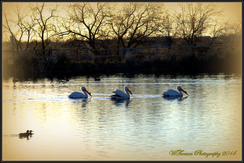 Three Pelicans.jpg