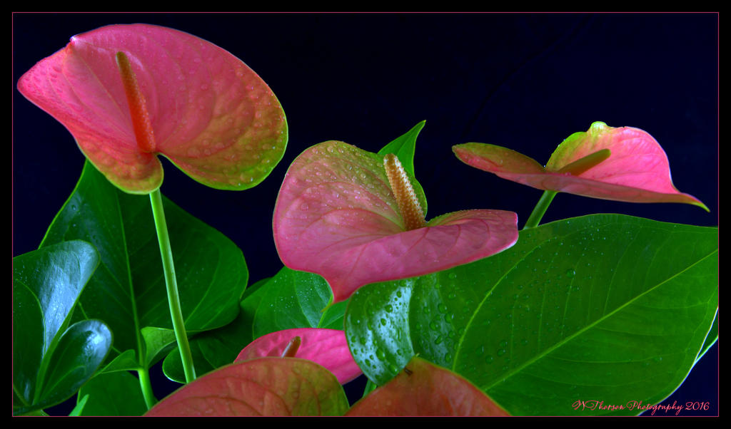 Three Pink Anthuriums  6-10-2016.jpg