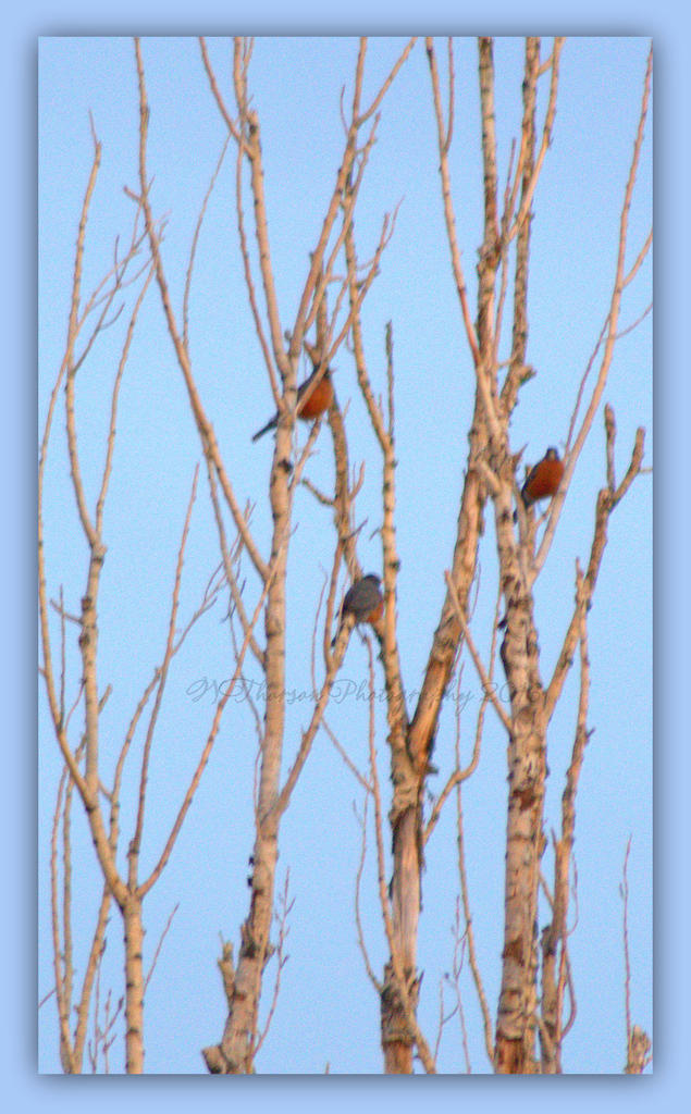 Three Robin's in a Tree 3-18-2016.jpg