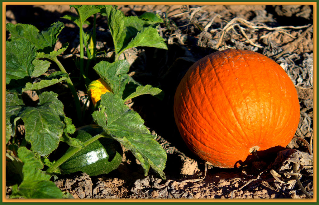 Three Stages of a Pumpkin.jpg