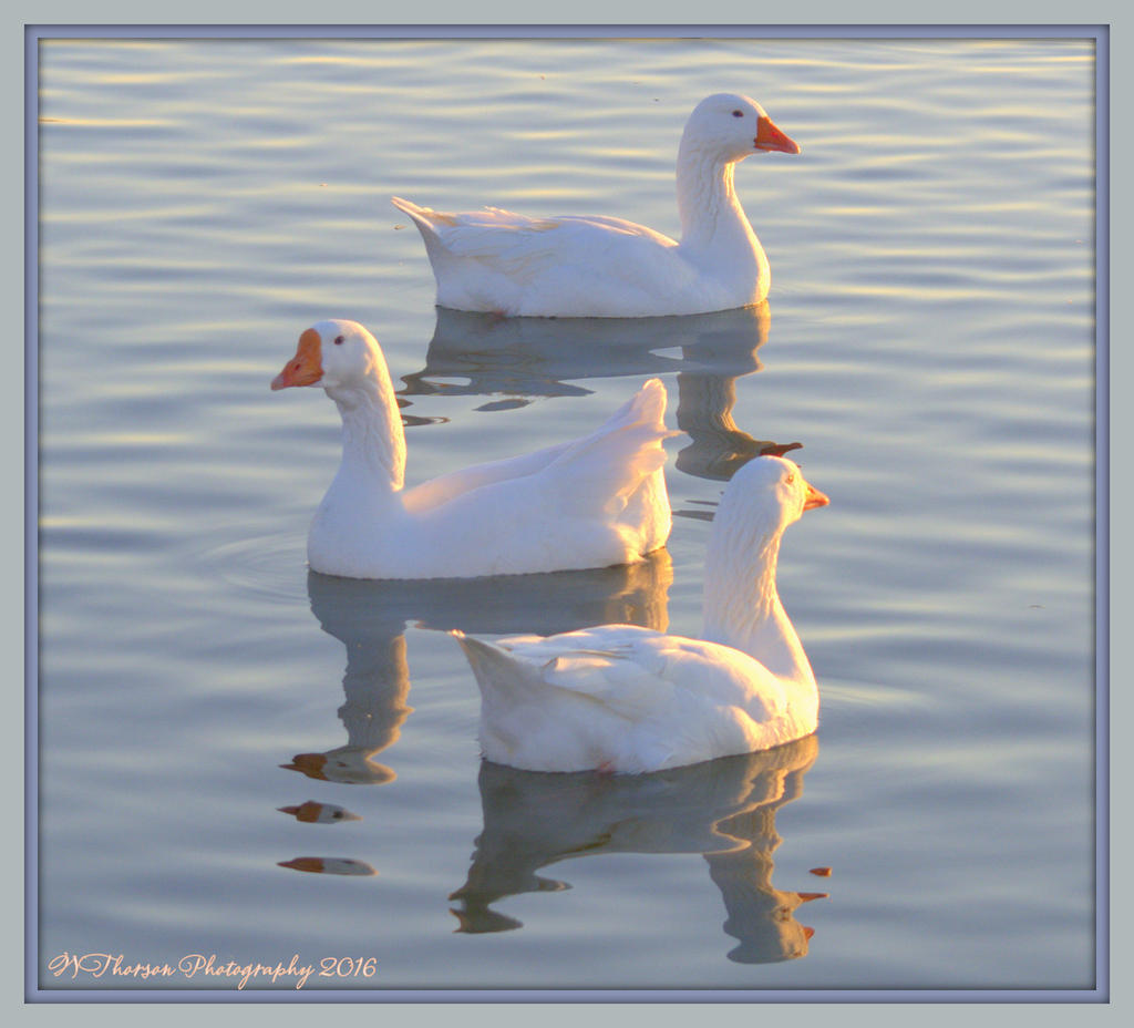 Three White Geese 1-28-2016.jpg