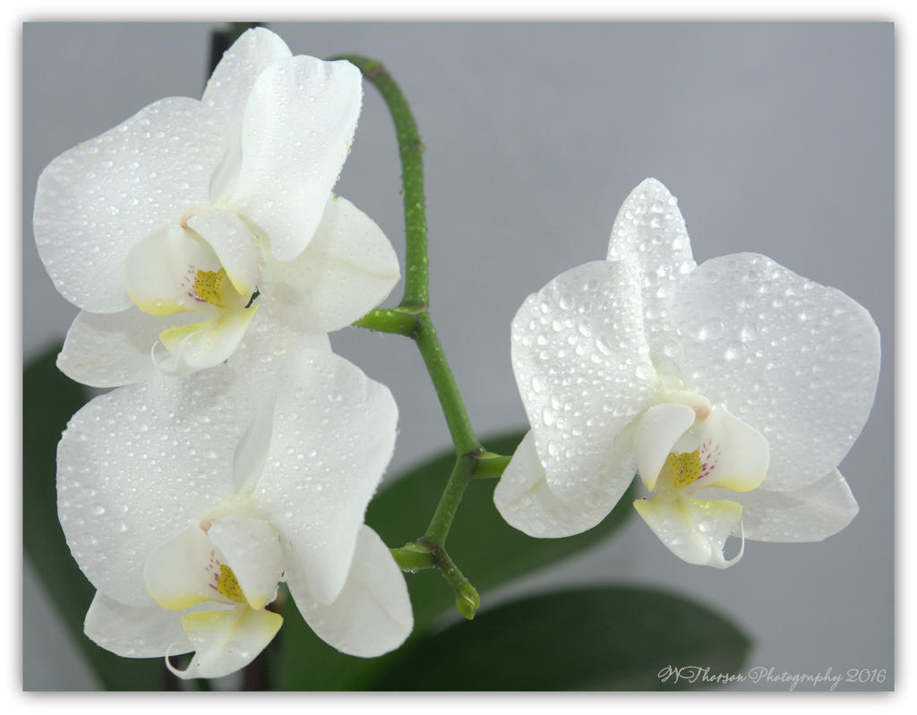 Three White Orchids #2 4-18-2016.jpg