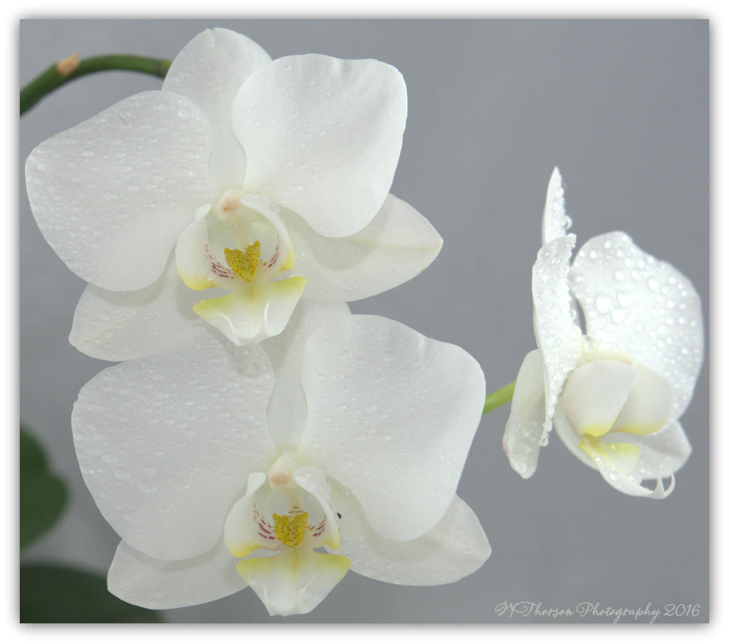 Three White Orchids 4-18-2016.jpg