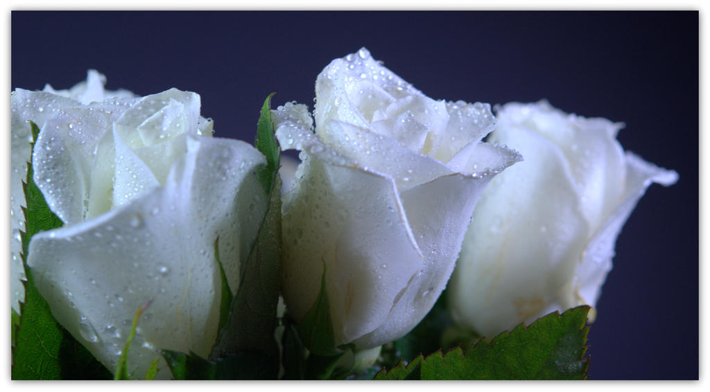 Three White Roses.jpg