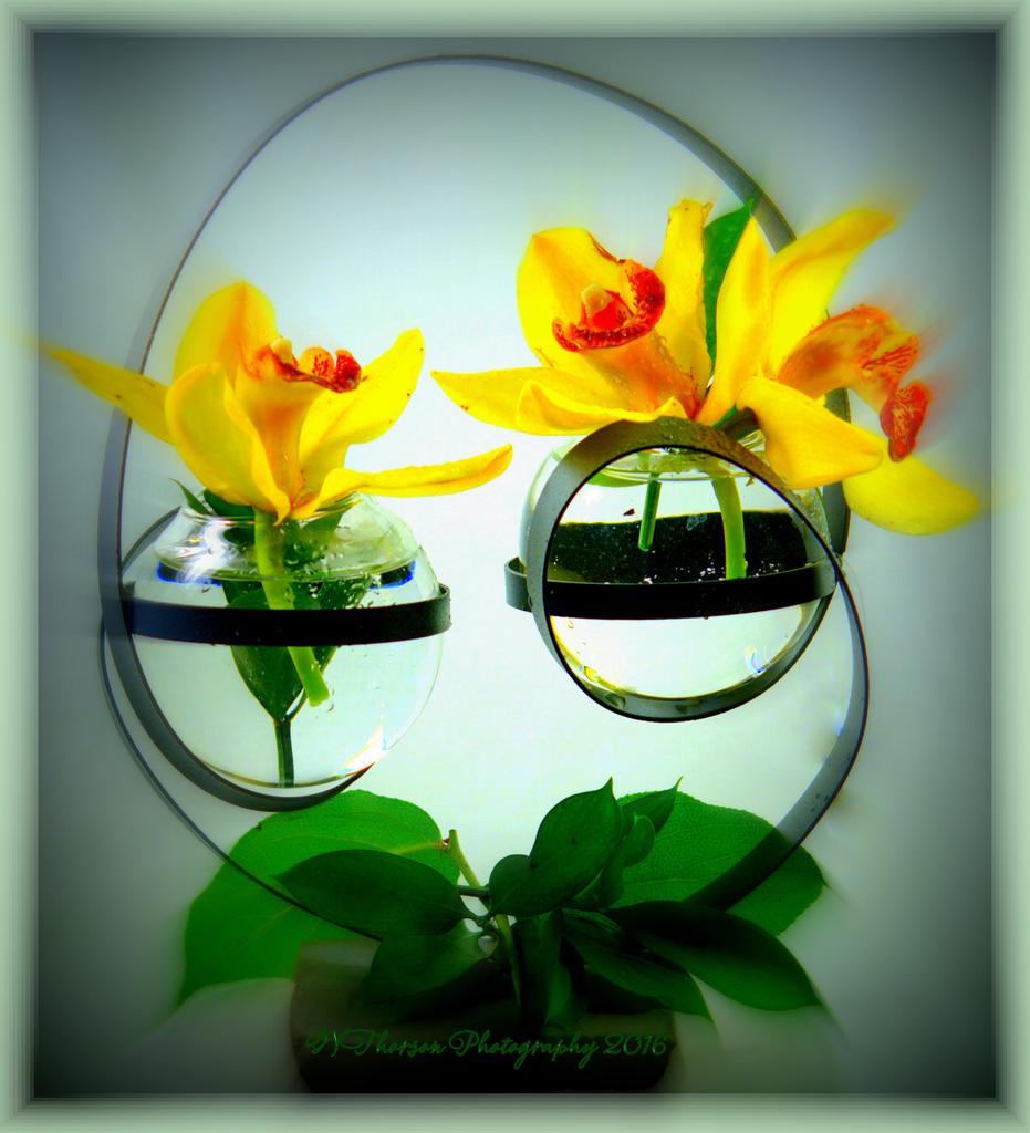 Three Yellow Orchids 3-15-2016.jpg
