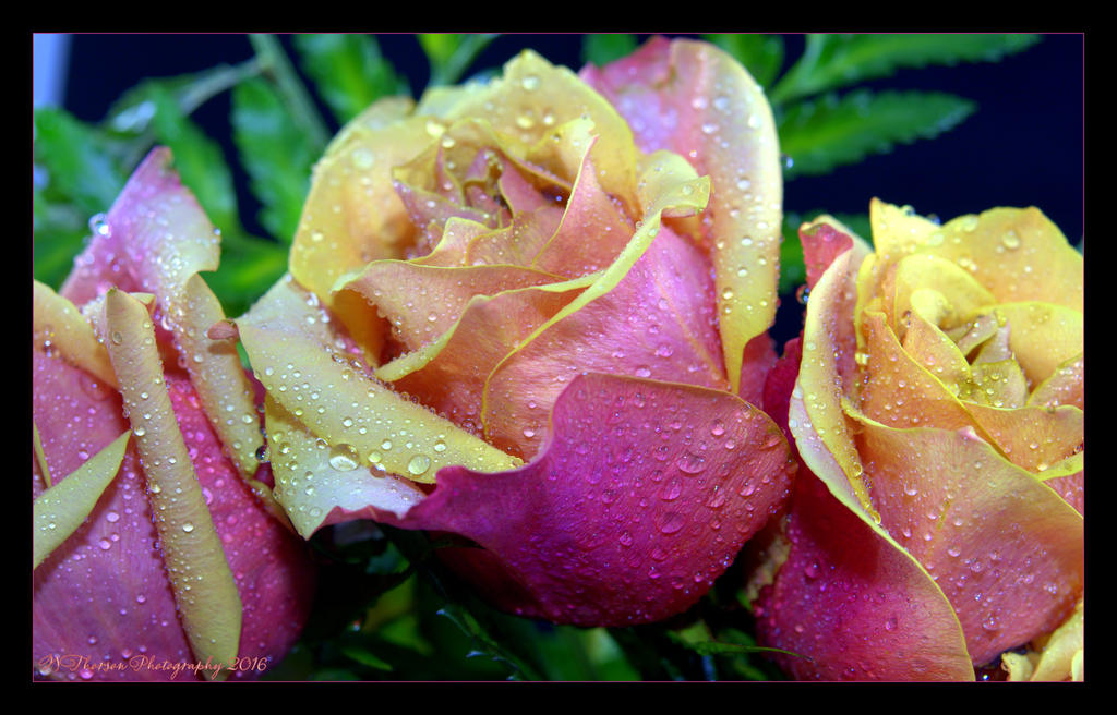 Three Yellowy, Peachy, Pink Roses 5-23-2016.jpg