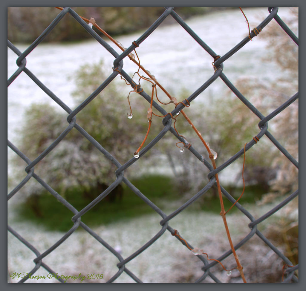 Through the Fence 4-15-2016.jpg