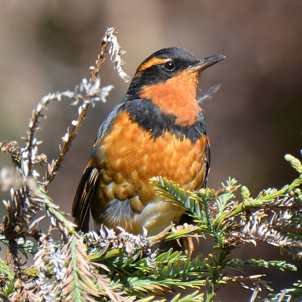 Thrush.jpg