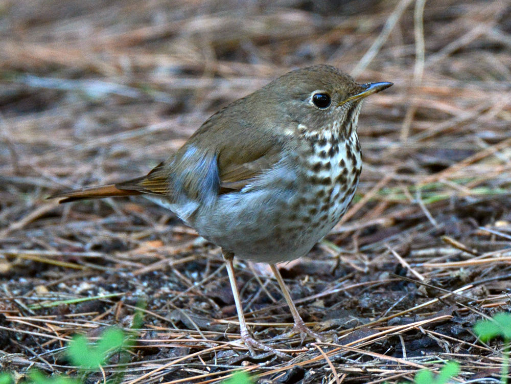 Thrush.jpg
