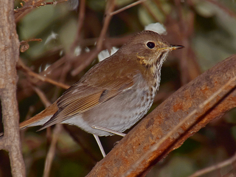 Thrush.jpg