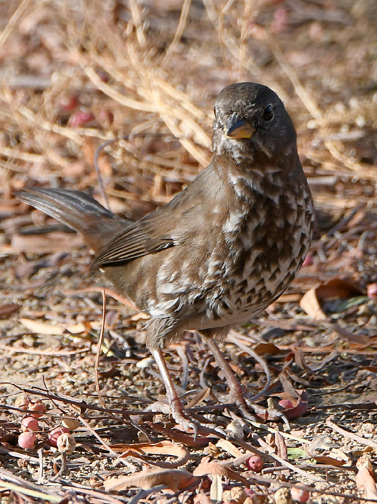 Thrush.jpg