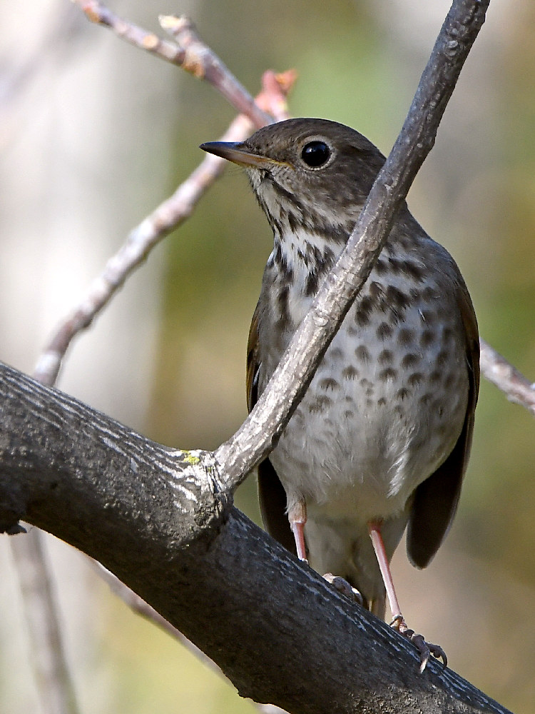 Thrush.jpg