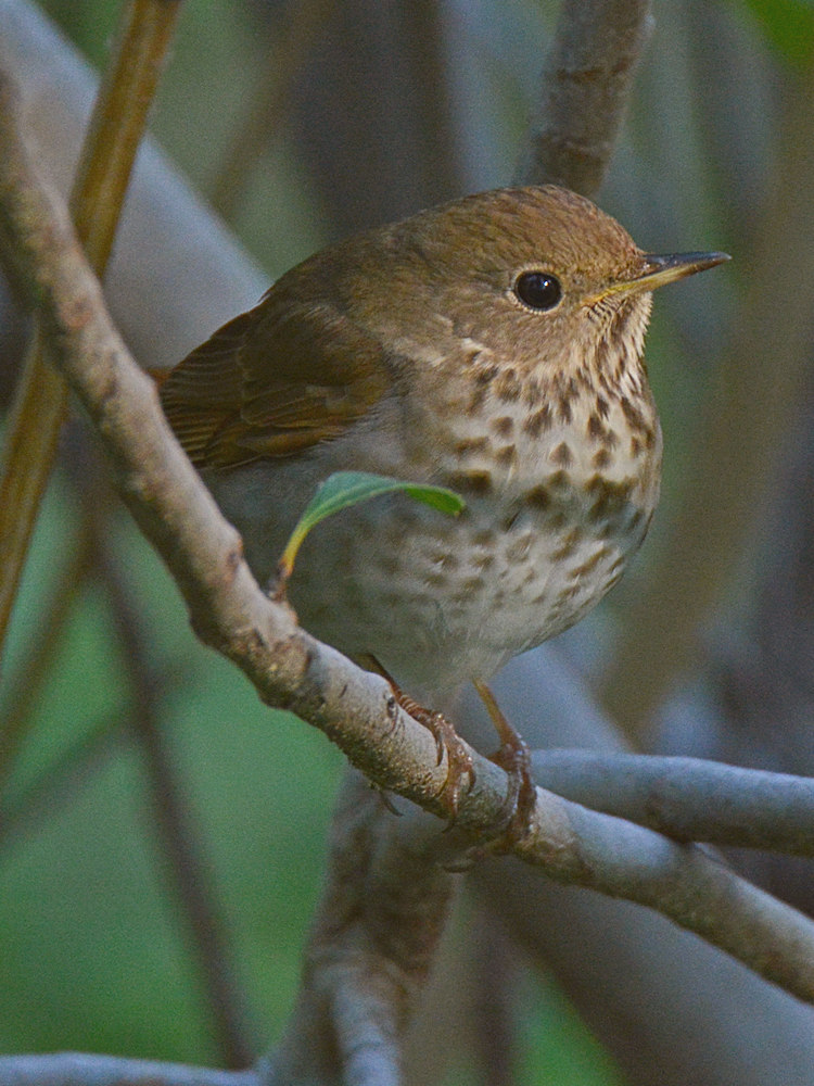 Thrush2.jpg