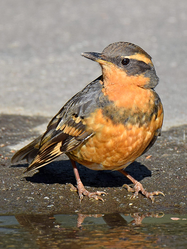 Thrush3.jpg