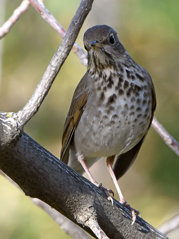 Thrush3.jpg