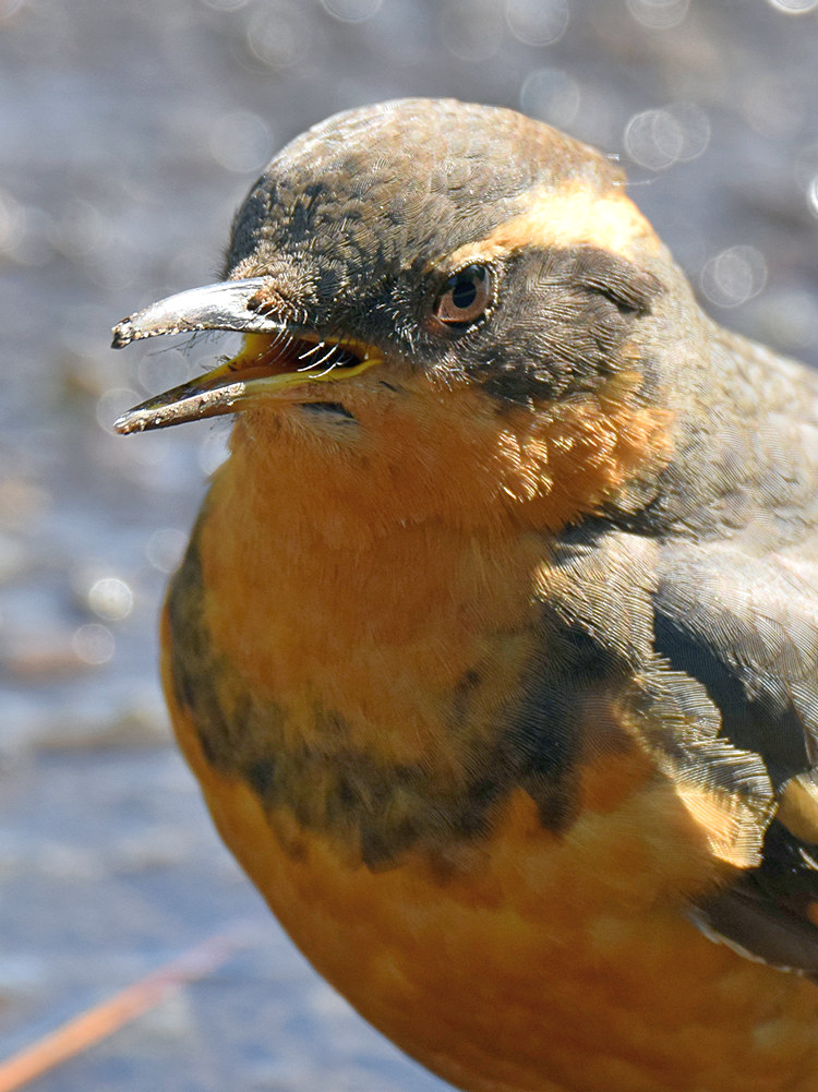 Thrush6.jpg