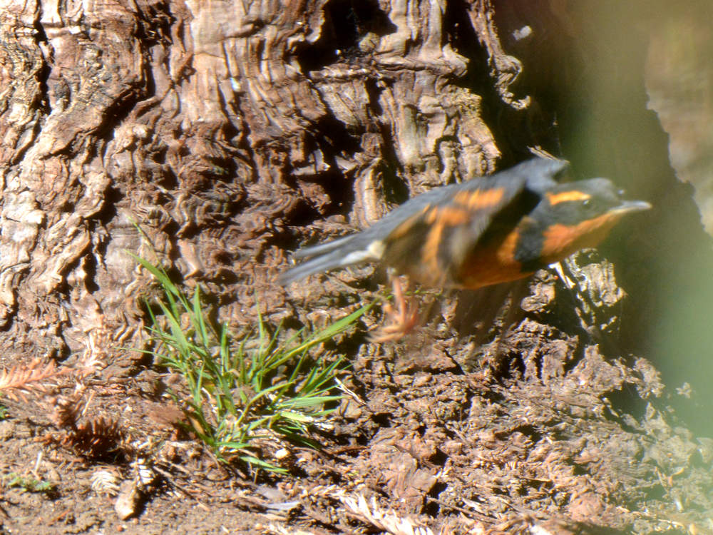 Thrush9.jpg