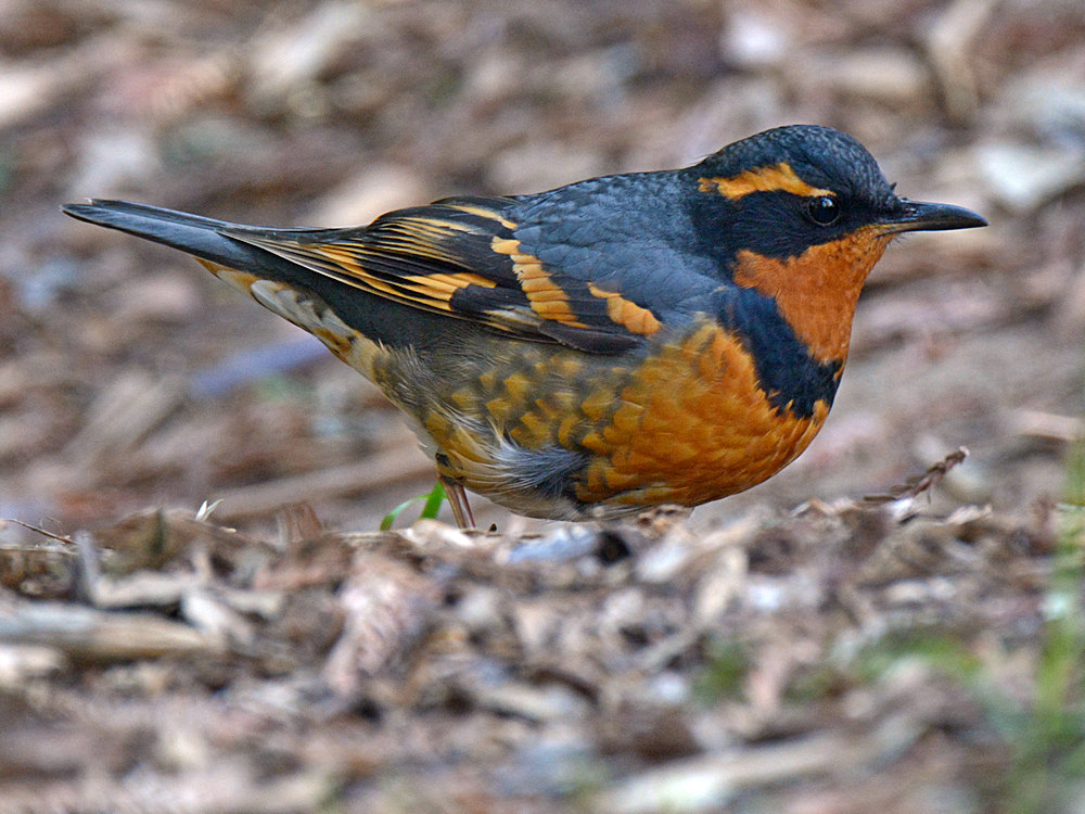 Thrush9.jpg