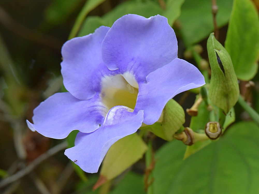 Thunbergia.jpg