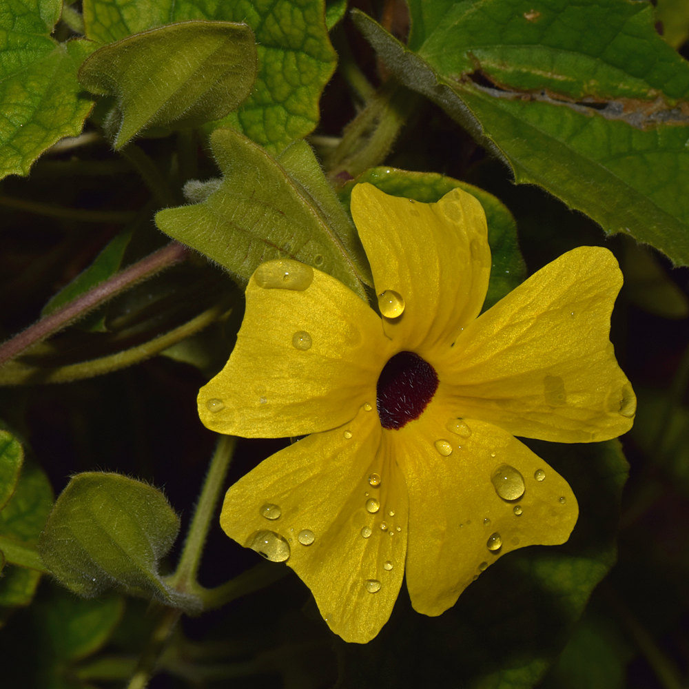 Thunbergia.jpg