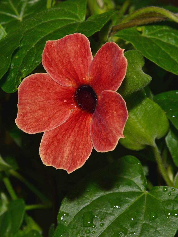 Thunbergia.jpg