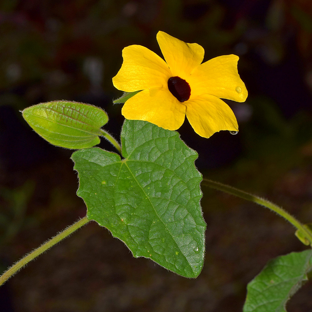 Thunbergia.jpg