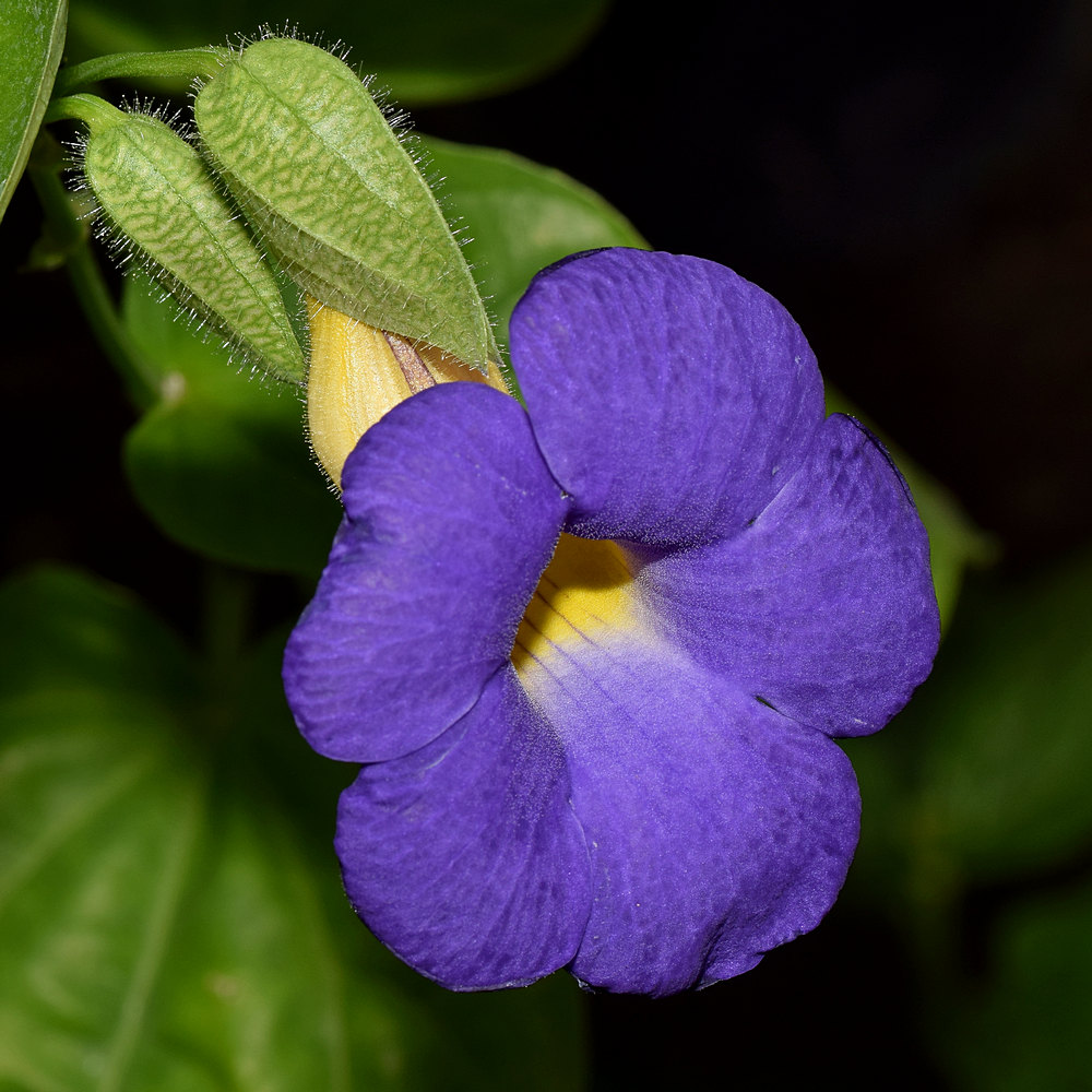 Thunbergia.jpg