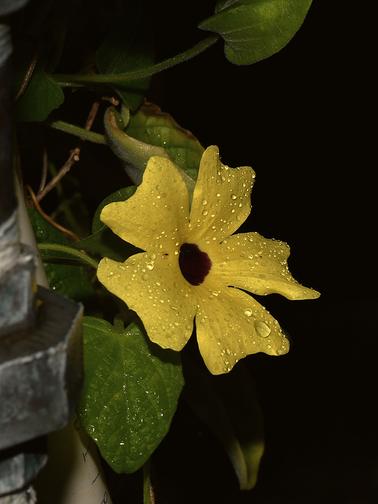 Thunbergia.jpg