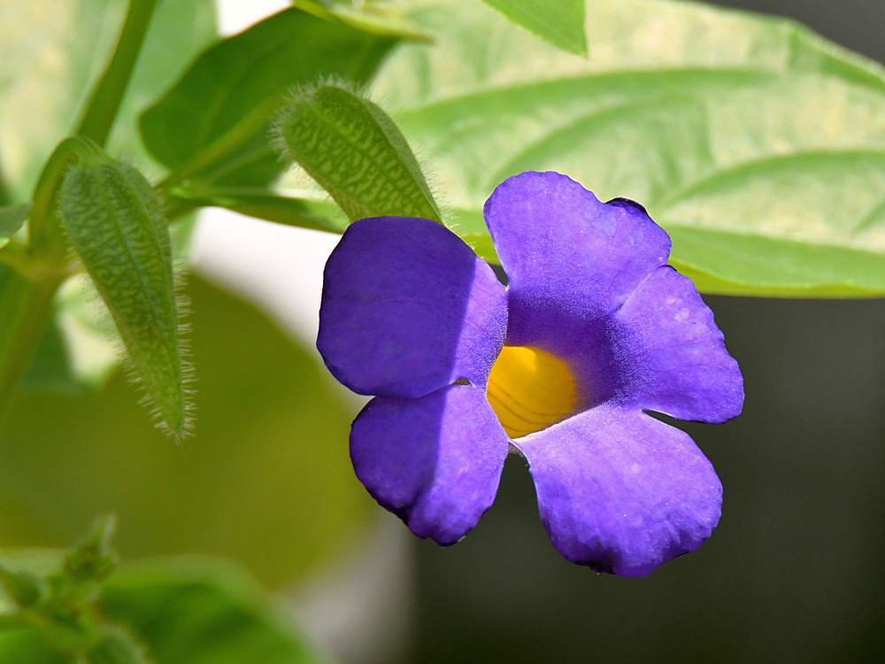 Thunbergia.jpg