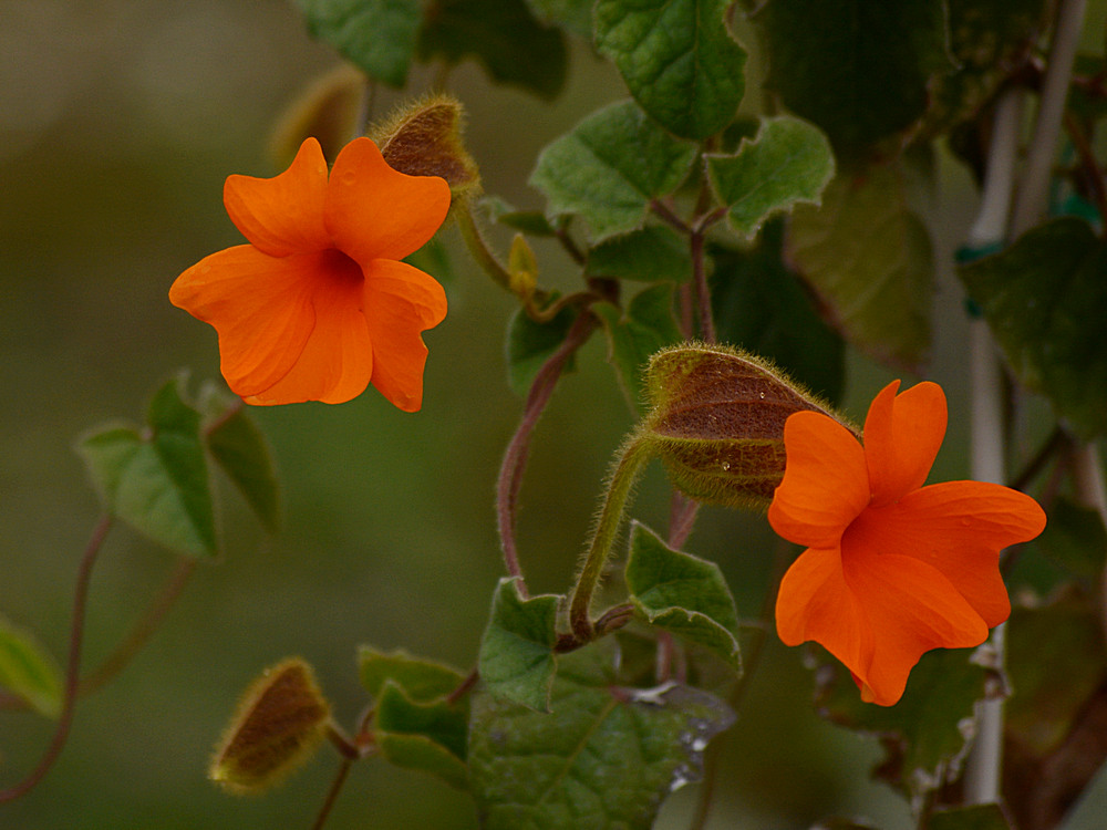 Thunbergia.jpg
