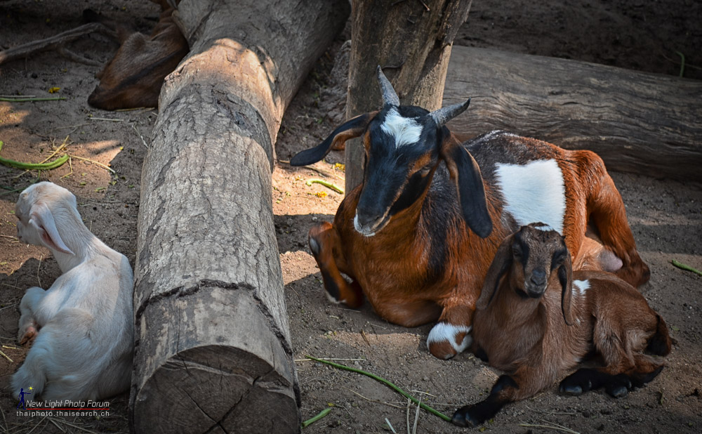 tiere-1.jpg