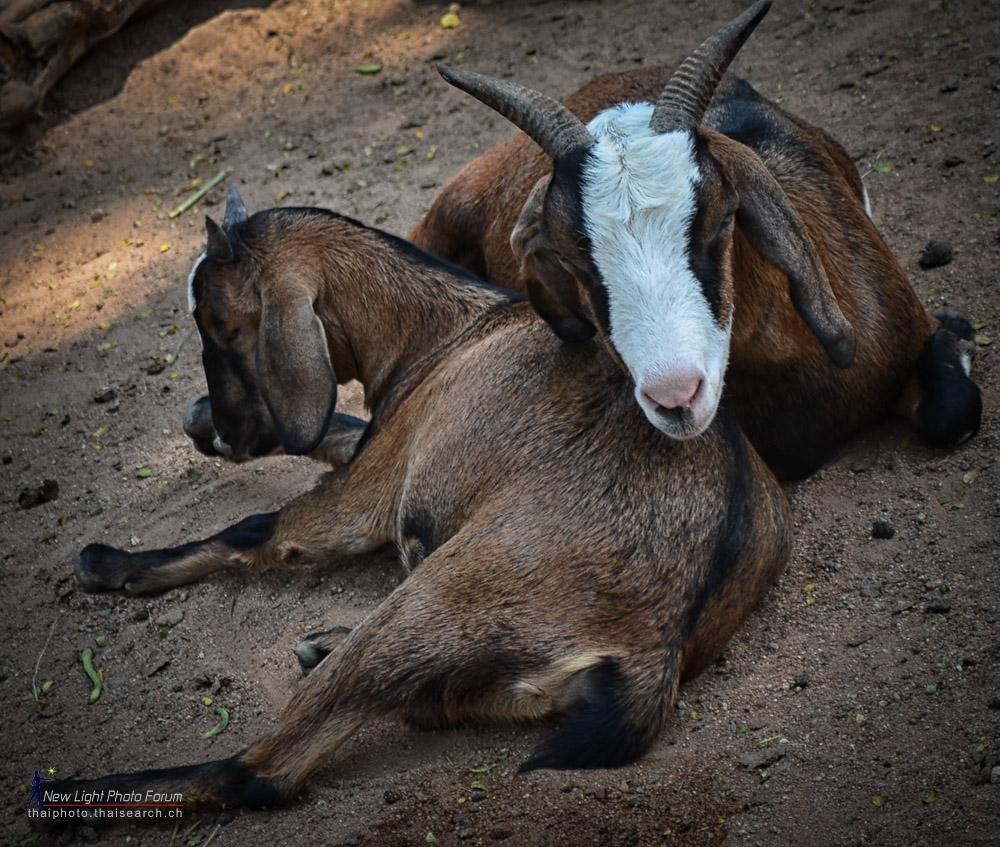 tiere-2.jpg