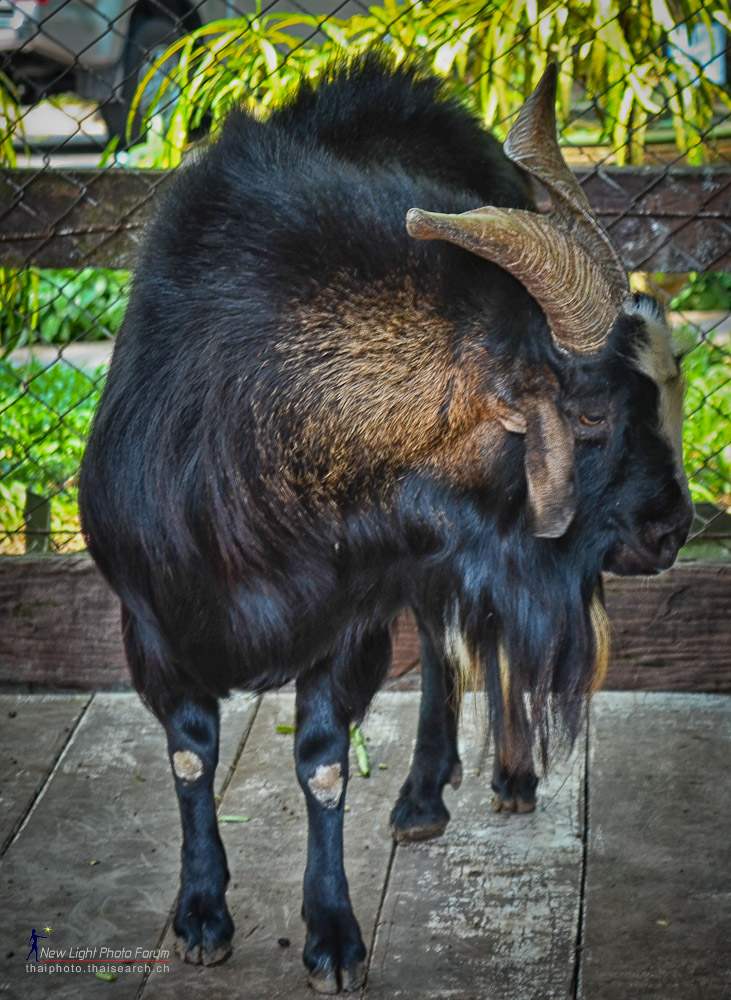 tiere-3.jpg