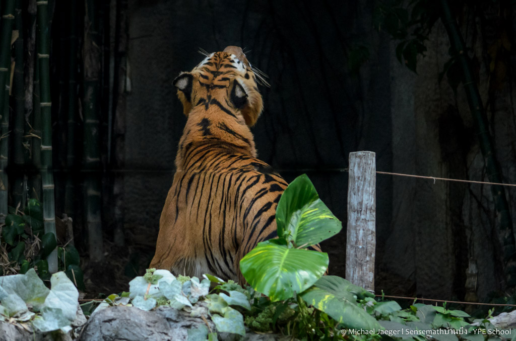 tiger cm-1.jpg
