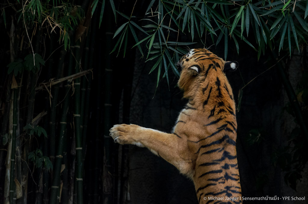 tiger cm-2.jpg