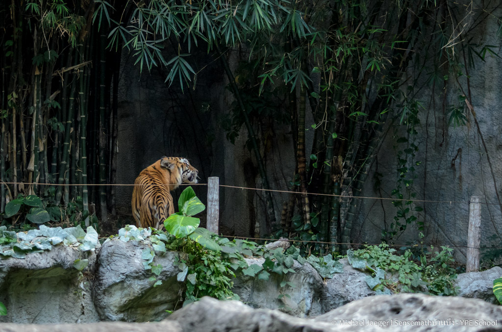 tiger cm-3.jpg