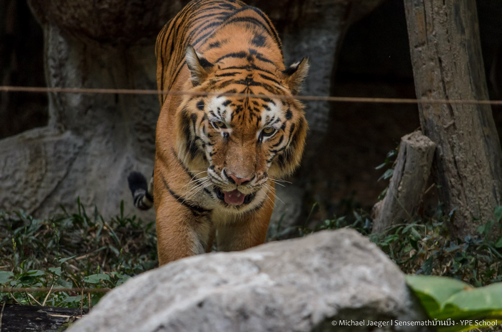 tiger cm-6.jpg