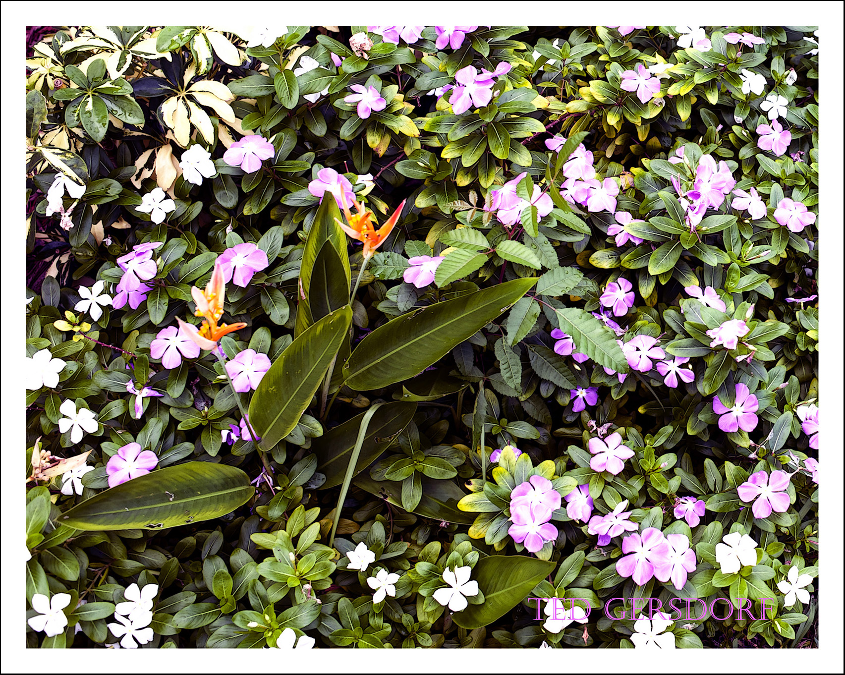 Tilford Flower 6.jpg
