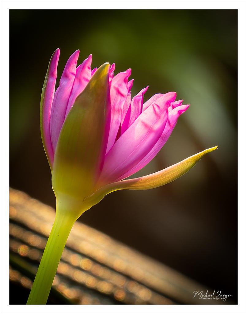 tini-lotus-1-3.jpg