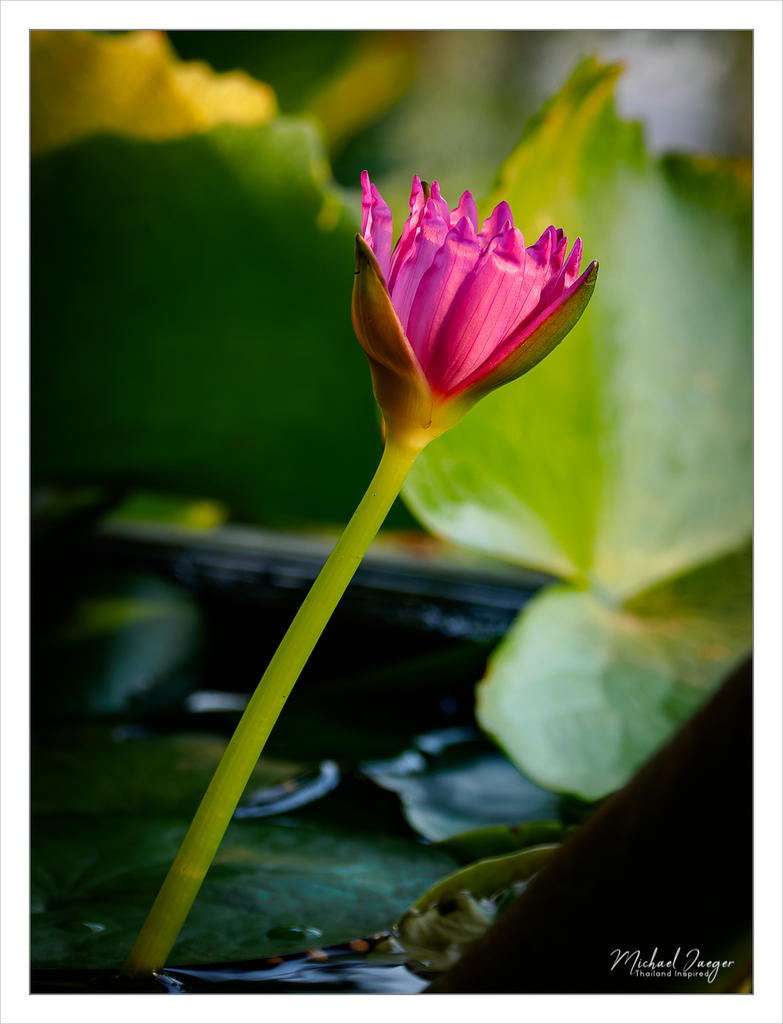 tini-lotus-1.jpg