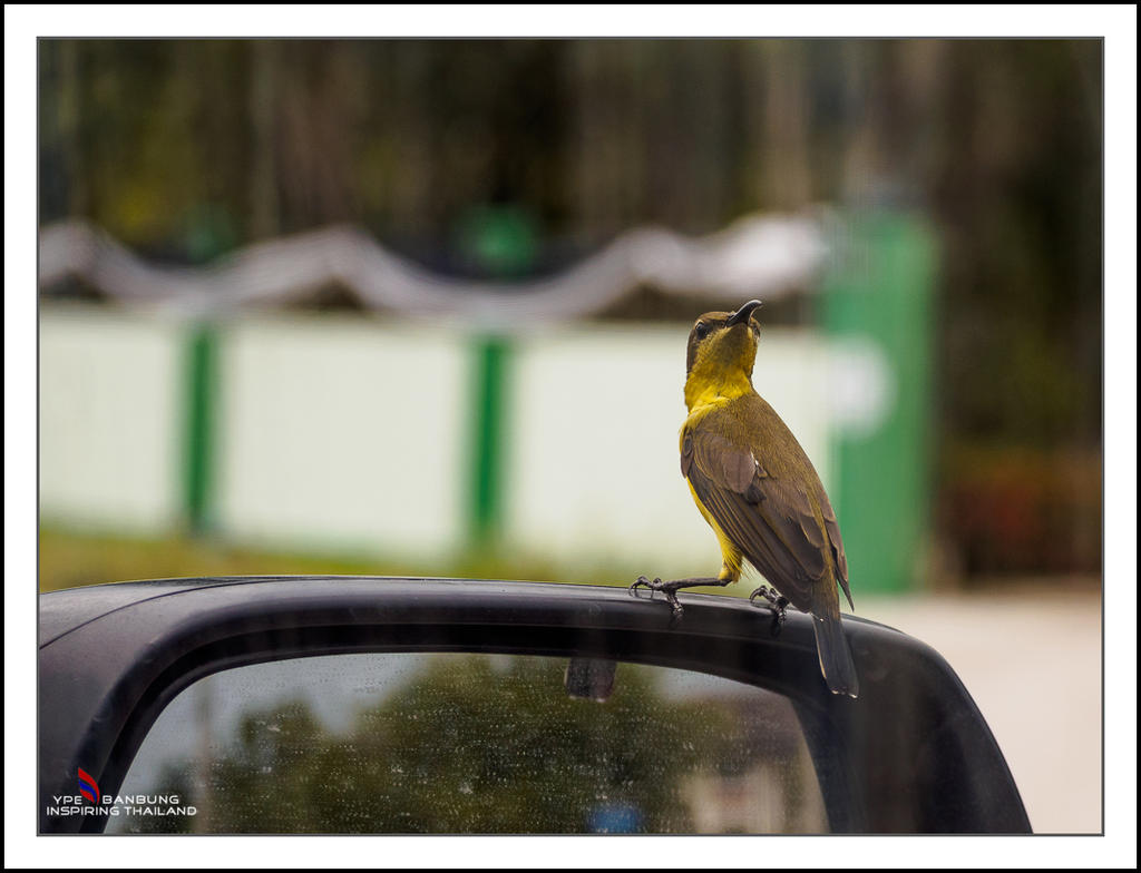 tiny-bird-3.jpg